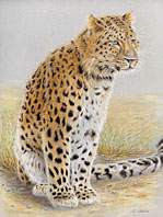 Leopard